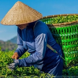 Nếu là người Việt, bạn nên có ít nhất 1 lần uống thử 7 loại trà này: Thượng hạng 5 sao, bao nhiêu mỹ từ cũng khen không đủ