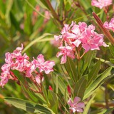 4 loại cây chớ nên trồng trong sân nhà