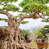 Lời khuyên đến những gia đình đang trồng cây sanh