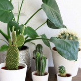 Lời khuyên đến những gia đình đang trồng cây xương rồng