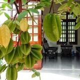 Lời khuyên đến những gia đình đang trồng cây khế