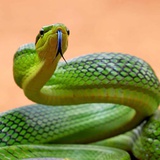 5 "khắc tinh" của loài rắn, khiến chúng sợ run bần bật