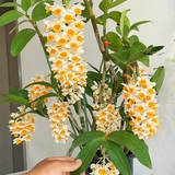 Loài lan đẹp như chùm đèn lồng treo hiên nhà: Chỉ cần nắm 5 nguyên tắc, hoa nở bền cả mùa, càng chơi càng mê