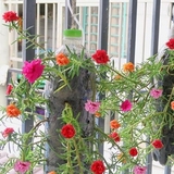 Lời khuyên đến những người đang trồng hoa mười giờ