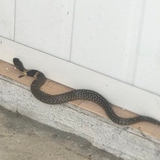 7 dấu hiệu cảnh báo rắn vào trong nhà