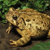 4 vật vào nhà báo hiệu điềm lành, đuổi đi là đánh rơi vận may