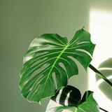 5 việc cần làm với trầu bà lá xẻ ngay bây giờ