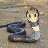 4 vật vào nhà báo hiệu điềm xui, giữ lại có thể kéo họa vào người