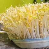 Lời khuyên đến những gia đình tự trồng giá đỗ