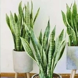 5 sai lầm khi trồng lưỡi hổ khiến cây mãi không “lên”