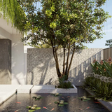 4 loại cây may mắn nên trồng trước sân nhà, gia đình không giàu sang cũng trở nên quyền quý