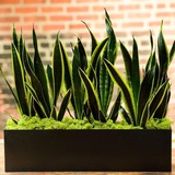 Lời khuyên chân thành đến những gia đình đang trồng cây lưỡi hổ