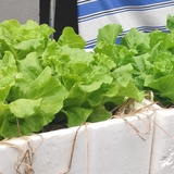 Lời khuyên tới các gia đình đang tự trồng xà lách