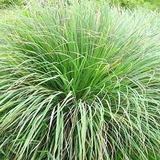 Lời khuyên đến những gia đình đang trồng sả