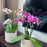 Lời khuyên dành cho những gia đình đang trồng lan hồ điệp