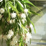 Ông bà căn dặn: "Cây hợp nhà thì lộc tụ, người yên, con cháu hưởng phúc" - 6 loài cây tốt nên trồng ngay