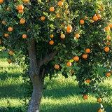 4 loại cây thơm phức, mang lại hạnh phúc và may mắn: Rất nên trồng trong nhà