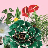 Trồng cây có thể mang lại hạnh phúc cho cả gia đình: Đây là 7 loại rất đáng để thử