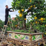 5 lý do vì sao nên trồng 1 cây bưởi trong nhà