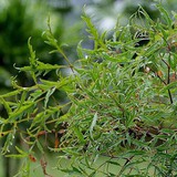 3 lý do bạn nên trồng một cây đinh lăng trong nhà