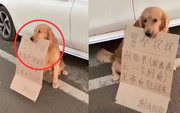 Thấy chó Golden đứng lì cạnh xe ô tô, cô gái cười nghiêng ngả khi đọc nội dung tờ bìa trong miệng nó