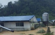 Trang trại ở Thanh Hóa bị nước lũ cuốn trôi hơn 1.000 con lợn