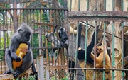 Xôn xao "scandal tình ái" khi đôi khỉ xám sinh ra một chú khỉ con lông vàng: Thảo Cầm Viên Sài Gòn lên tiếng phân trần