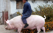 Chuyện lạ ở Trung Quốc: Nông dân nuôi lợn khổng lồ nặng 500kg, bằng một con gấu bắc cực để hy vọng lợi nhuận tăng