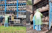 Cận cảnh 190 con lợn dương tính với dịch tả châu Phi đang vận chuyển về Hà Nội