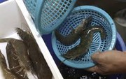 Có thừa tiền ra chợ thấy 5 kiểu tôm này cũng KHÔNG mua: Toàn là mầm bệnh!