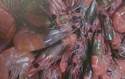 Làm rõ thông tin tố cáo "nhập thực phẩm bẩn vào trường tiểu học ở Đà Lạt" gây xôn xao mạng xã hội
