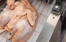 Bỏ nguyên con gà vào máy, cảnh tượng sau đó khiến dân mạng thốt lên: Ở Việt Nam chúng tôi không cầu kỳ đến vậy!