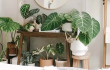 Dân chơi hệ cây cối phải lưu ngay 7 cách bày cây chuẩn xịn của các hot Instagram, đảm bảo phòng ốc đẹp mướt mắt