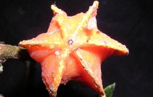 Loại trái cây bí ẩn giữa rừng Amazon: Nhìn giống khế, ăn thơm ngọt mà suốt 50 năm không ai biết là quả gì