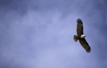 Quy luật thành công ít người biết: Bạn không thể bay với đại bàng nếu tiếp tục đàn đúm với lũ gà tây