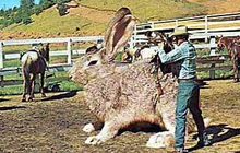 Tại sao không có con thỏ to bằng con bò? Hóa ra đáp án lại rắc rối hơn bạn tưởng rất nhiều