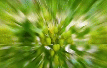 Miền Tây có một loại cây cực thú vị mà nơi khác chưa chắc đã biết: Nghe tên cực buồn nhưng ăn lại cực vui!