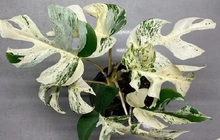 Sốc: Một cây cảnh để bàn chỉ có 9 cái lá vừa được bán giá kỷ lục 453 triệu đồng