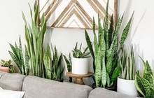 7 loại cây cảnh dù bỏ bê vẫn tươi tốt: Loại hấp thụ chất độc, loại mang may mắn cho gia chủ