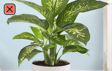 7 loại cây cảnh nhìn thì đẹp nhưng lại tiềm ẩn nguy hiểm, muốn trồng trong nhà phải cân nhắc kỹ