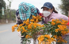 Làng hoa vào vụ Tết, người dân kiếm 20-30 triệu đồng mỗi ngày