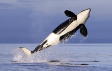 Hàng loạt mối nguy đe dọa gây tử vong cho 1,3 triệu cá voi đại dương