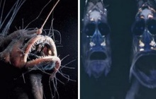 12 chú sinh vật biển ngoại hình kinh dị được tìm thấy ở khe vực sâu và bí ẩn nhất hành tinh