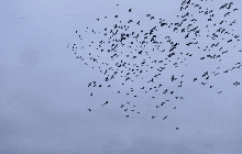 Đàn ngỗng ngàn con rụng lả tả khi bay ngang khu vực "tử thần": Phải chăng là thảm họa sinh thái?