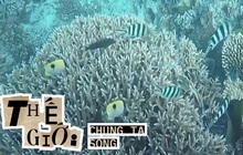 Australia chi 700 triệu USD bảo vệ rạn san hô Great Barrier