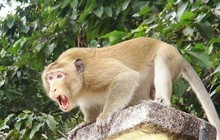 Đàn khỉ xổng chuồng, tấn công hơn chục trẻ em trên đảo Phú Quý