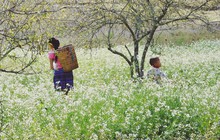 Cuối năm là mùa hoa cải nở trắng xóa cả một vùng Mộc Châu, Sơn La