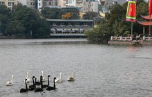 Đàn thiên nga 12 con ở hồ Thiền Quang chỉ còn một nửa
