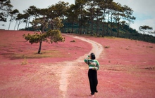 Xao xuyến trước cảnh đẹp như tranh vẽ của đồi cỏ hồng hoang sơ ở Đức Trọng