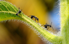 Giới khoa học sửng sốt khi phát hiện ra loài kiến cũng có khả năng sản xuất "sữa"